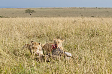 Kenia, Rift Valley, Maasai Mara National Reserve, Löwen fressen Blauwildtiere - CB000195