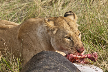 Kenia, Rift Valley, Maasai Mara National Reserve, Löwen fressen Blauwildtiere - CB000194