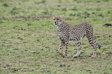 Kenia, Rift Valley, Maasai Mara Nationalreservat, Gepard - CB000193