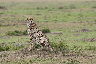 Kenia, Rift Valley, Maasai Mara Nationalreservat, Gepard - CB000192