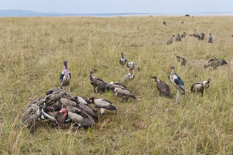 Kenia, Rift Valley, Maasai Mara National Reserve, Aas fressende Ruppell-Geier, lizenzfreies Stockfoto