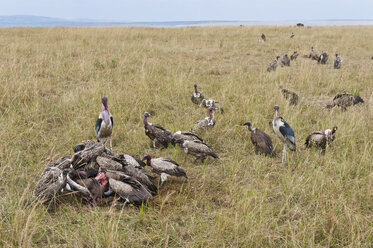 Kenia, Rift Valley, Maasai Mara National Reserve, Aas fressende Ruppell-Geier - CB000189