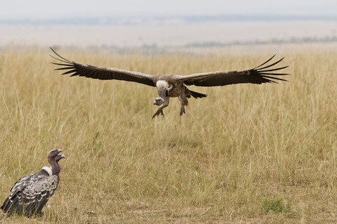 Kenia, Rift Valley, Maasai Mara National Reserve, Rueppellgeier mit ausgebreiteten Flügeln, lizenzfreies Stockfoto