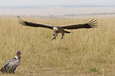 Kenia, Rift Valley, Maasai Mara National Reserve, Rueppellgeier mit ausgebreiteten Flügeln - CB000187