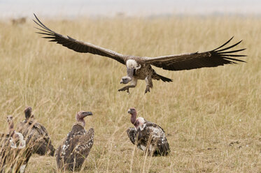 Kenia, Rift Valley, Maasai Mara National Reserve, Rueppellgeier mit ausgebreiteten Flügeln - CB000186