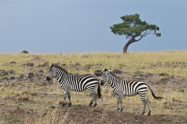 Kenia, Rift Valley, Maasai Mara National Reserve, Steppenzebras in der Steppe - CB000184