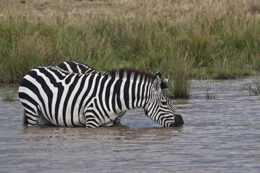 Kenia, Rift Valley, Maasai Mara National Reserve, Zebra trinkt im Teich - CB000180