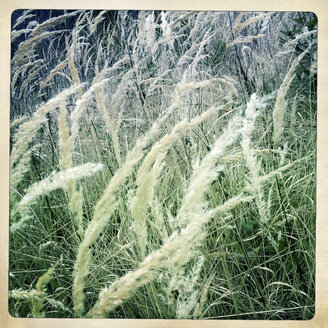 Grasses, Austria - DISF000513