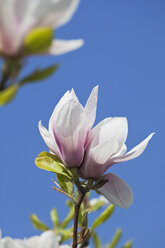Magnolia blossoms in front of blue sky, close-up - GWF002502