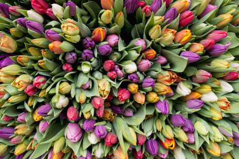 Blossoms of tulips - HLF000375