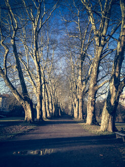 Germany, Baden-Wuerttemberg, Tuebingen, plane trees, Neckar Island - LVF000553