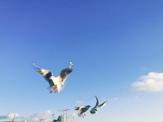 Flying gulls (Laridae) and seals (Larus fuscus) in the port of Hamburg, Germany - SEF000472