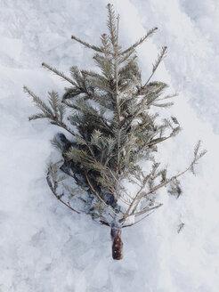 Weihnachtsbaum in Elbeis an der Elbe, Oevengoenne, Hamburg, Deutschland - SEF000522