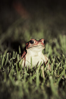 Indonesien, Bali, Nahaufnahme der asiatischen Erdkröte, Bufo melanostictus - KRP000195