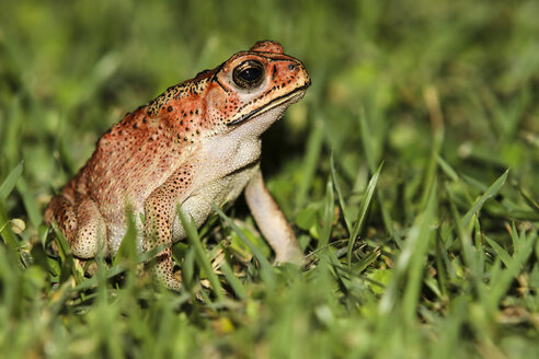 Indonesien, Bali, Nahaufnahme der asiatischen Erdkröte, Bufo melanostictus - KRPF000209