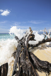 Indonesia, Lombok, Gili Meno, Dead tree trunk at beach - KRPF000198