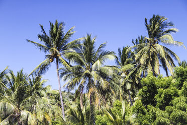 Indonesien, Bali, Palmen am Strand - KRPF000201