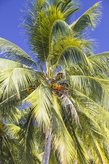 Indonesia, Bali, Palms at beach - KRPF000202