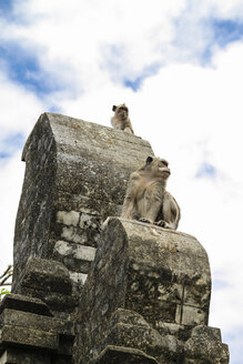 Indonesien, Bali, Bukit Pensinsula, Affentempel Uluwatu, zwei Affen beobachten etwas - KRP000225