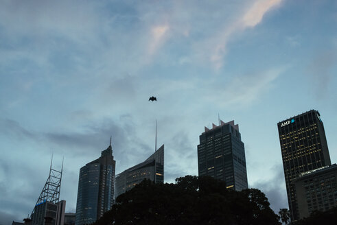 Australien, New South Wales, Sydney, Blick auf Wolkenkratzer, Fledermaus am Himmel - FBF000223
