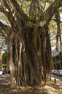 Australien, New South Wales, Sydney, Stamm des Indischen Banyan (Ficus benghalensis) - FBF000214