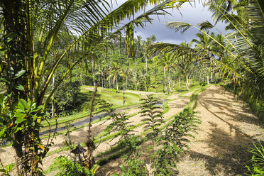 Indonesien, Bali, Tampaksiring, Vegetation - KRP000222