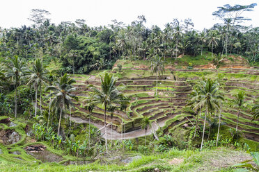 Indonesia, Bali, Tampaksiring, rice fields in Tegalalang - KRP000240