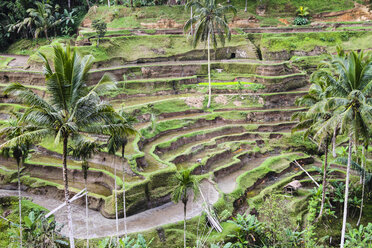 Indonesia, Bali, Tampaksiring, rice fields in Tegalalang - KRP000241