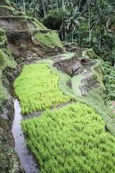 Indonesien, Bali, Tampaksiring, Reisfeld in Tegalalang - KRP000242