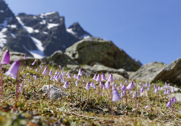 Österreich, Vorarlberg, Nahaufnahme einer alpinen Schneeglöckchenblüte - SIEF005043