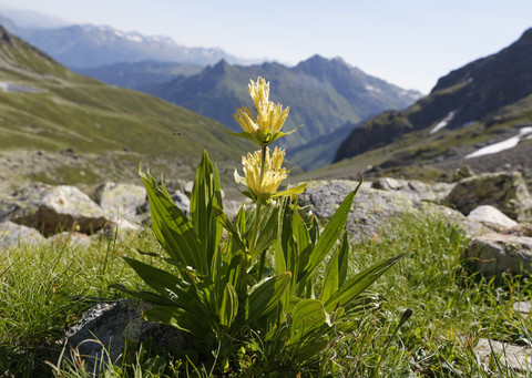Austria, Vorarlberg, Close up of spotted gentian stock photo