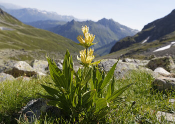 Österreich, Vorarlberg, Nahaufnahme eines gefleckten Enzians - SIEF005042