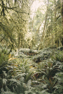 USA, Bundesstaat Washington, Blick auf den Wald - MFF000853