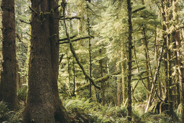 USA, Washington State, View of forest - MFF000854