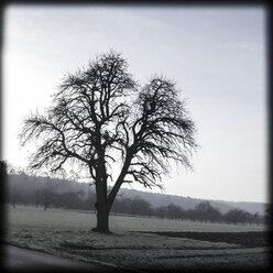 Deutschland, Baden-Württemberg, Tuebingen, Baum im Obstgarten - LVF000580