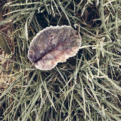 Germany, Baden-Wuerttemberg, Tuebingen, hoarfrost leaf in orchard - LVF000582