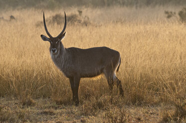 Afrika, Kenia, Maasai Mara National Reserve, Wasserbock, Kobus ellipsiprymnus - CB000228