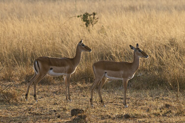 Afrika, Kenia, Maasai Mara National Reserve, Impala-Antilopen, Aepyceros melampus - CB000227