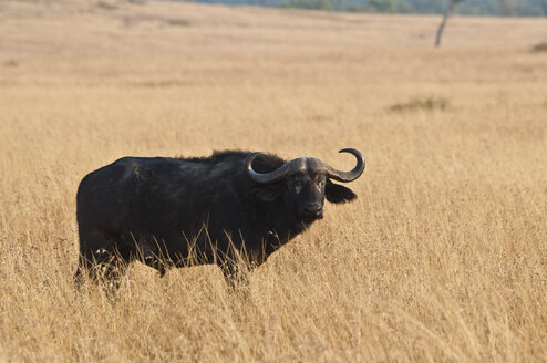 Afrika, Kenia, Maasai Mara National Reserve, Afrikanischer Büffel, Kapbüffel, Syncerus caffer - CB000230