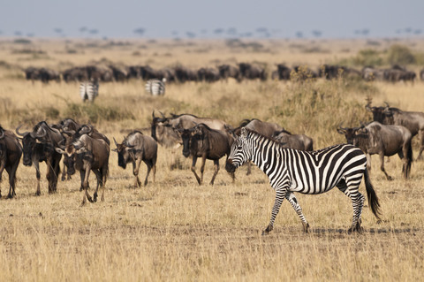 Afrika, Kenia, Maasai Mara National Reserve, Burchell's Zebra, Flachlandzebra, Equus quagga, vor einer Herde von Streifengnus, Connochaetes taurinus, lizenzfreies Stockfoto