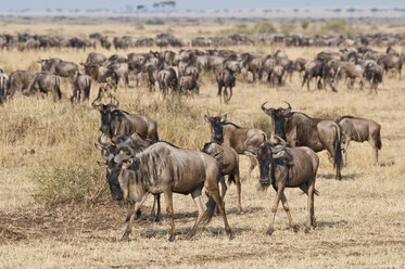 Afrika, Kenia, Maasai Mara National Reserve, Herde von Gnus, Connochaetes taurinus - CB000201