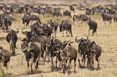 Africa, Kenya, Maasai Mara National Reserve, herd of gnus, Connochaetes taurinus - CB000202