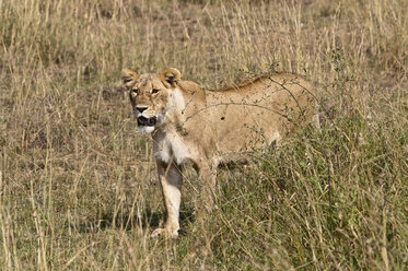 Afrika, Kenia, Maasai Mara National Reserve, Löwe Panthera leo, weiblich, stehend im hohen Gras - CB000203