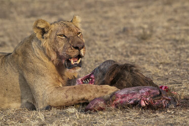 Afrika, Kenia, Maasai Mara National Reserve, Weiblicher Löwe, Panthera leo, fressend - CB000204