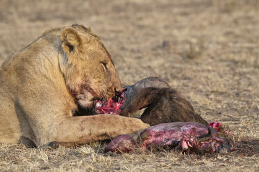 Afrika, Kenia, Maasai Mara National Reserve, Weiblicher Löwe, Panthera leo, fressend - CB000205