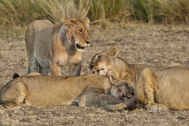 Afrika, Kenia, Maasai Mara National Reserve, Löwen, Panthera leo, Löwenrudel bei der Fellpflege - CB000206
