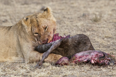 Afrika, Kenia, Maasai Mara National Reserve, Weiblicher Löwe, Panthera leo, fressend - CB000207