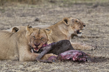 Afrika, Kenia, Maasai Mara National Reserve, Löwen, Panthera leo, Weibchen, fressen ein Streifengnu - CB000208