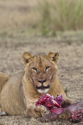 Afrika, Kenia, Maasai Mara National Reserve, Weiblicher Löwe, Panthera leo, fressend - CB000209