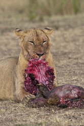 Afrika, Kenia, Maasai Mara National Reserve, Weiblicher Löwe, Panthera leo, frisst ein Streifengnu - CB000210